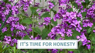 Harvesting And Sowing Honesty, Lunaria, How To Save Honesty// Cottoverdi