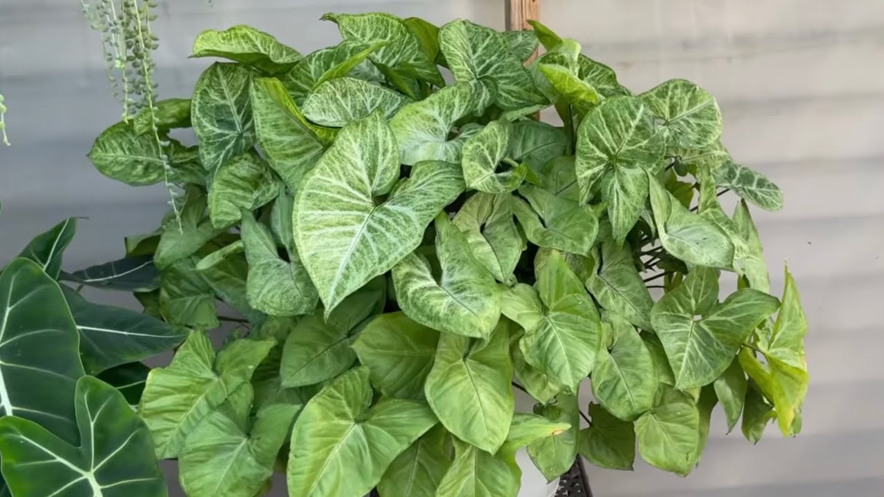 Cultiva hermosas plantas: Descubre los encantos de los Syngoniums