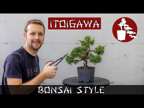 Weitergestaltung meines Itoigawa | #072 Bonsai Style