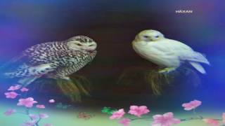 DUNGEN-Häxan-10-Achmed Flyger-Psychedelic Prog Rock-{2016}