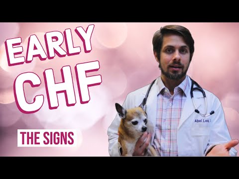 Early Stages of Congestive Heart Failure (CHF)