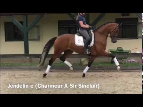 Jendelin KWPN/EDS COLLECTION 2017