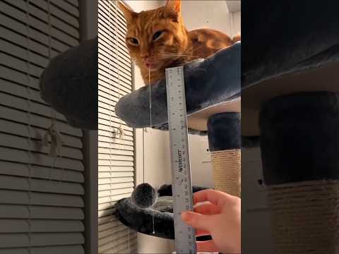 I know you belong 🤤 #acapella #choir #harmony #singing #banaraslitfest #memes #funnymemes