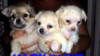 filide una grande storia