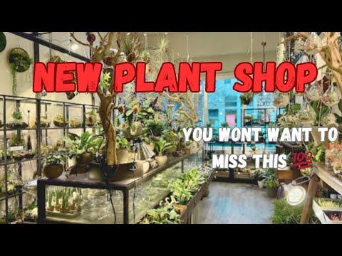 NYC's Hidden Gem Plant Shops Are INSANE #Plant shopping NYC