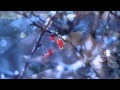 BERNWARD KOCH - A new winter 