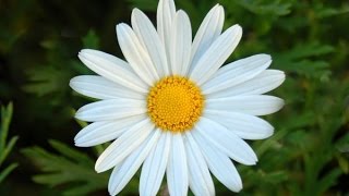 De La Soul & Teenage Fan Club - Fallin'