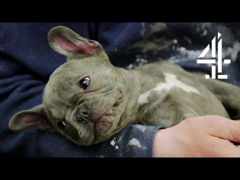 フレンチブルドッグの子犬は攻撃を受けて再び歩けるようになるのか？| クリスマス特集｜スーパーペット クリスマス特集 (Will French Bulldog Puppy Be Able to Walk Again Following Attack? | The Supervet Christmas Special)