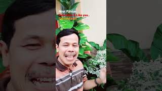 Download lagu Pantun : Taman kecil di rumah #pantun #shorts #videoshorts mp3