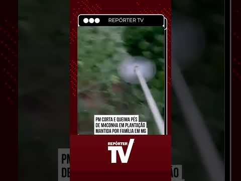 Polícia destrói 500 pés de maconha escondidos em cafezal na zona rural de Fervedouro