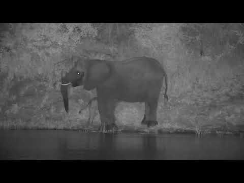 Djuma: Elephant cow with tiny baby with her - 20:55 - 01/23/21