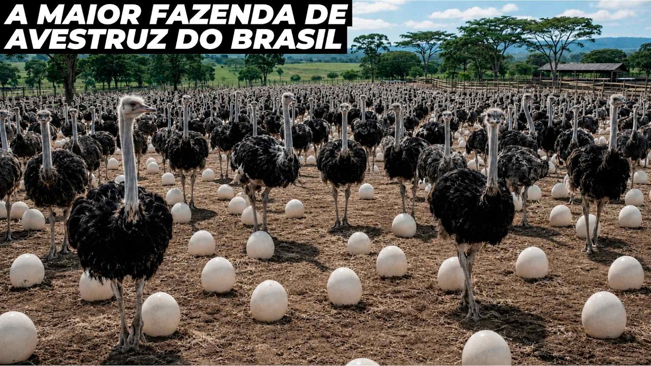 CONHEÇA A MAIOR FAZENDA DE AVESTRUZ DO BRASIL