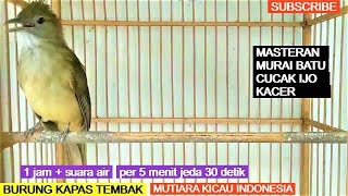Download lagu Masteran Suara Burung Kapas Tembak Gacor durasi panjang full ngepik beset tembakan pilihan juri mp3