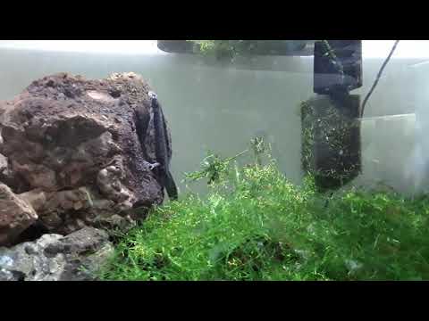 Triturus dobrogicus (triton crestado del danubio)