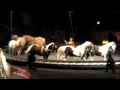 Ringling Bros RED Unit In Tampa January 5 2011