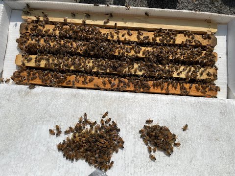 Raising A Nucleus Colony Over The Entire Year