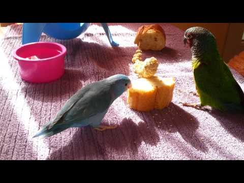 Video