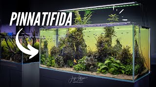 Hygrophila Pinnatifida on the rocks AQUASCAPE 1 year old!!