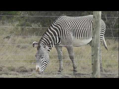 Grevy's Zebras