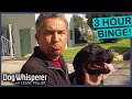 Dog Whisperer Season 2 3 Hours Of Dog Whisperer With Cesar Millan