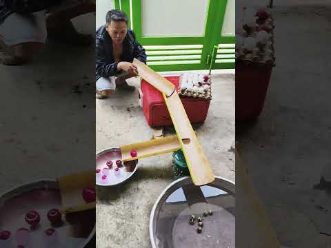 Magaling ang itlog pugo #video #trending #viral #fyp #funny