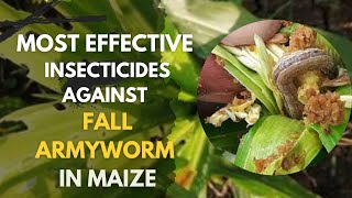The most effective insecticides against fall armyworm in maize Farming #farming  #farminginkenya
