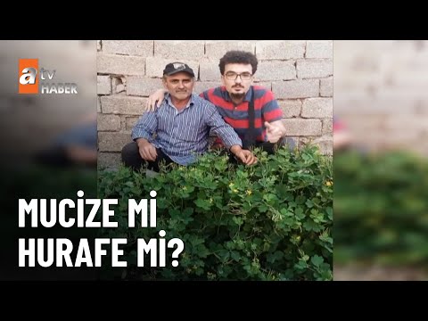 Kırlangıç otu şifa mı dağıtıyor, kör mü ediyor? - atv Ana Haber 8 Kasım 2024