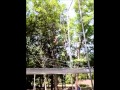 Orlando Circus School Trapeze Lesson