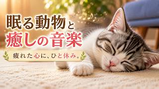 眠る動物と癒しの音楽｜猫・うさぎ・犬・ハムスターの寝顔｜リラックス・作業用BGM