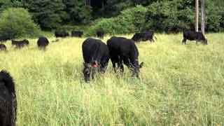 preview picture of video 'Farm Visit: Three Arrows Cattle Company'