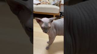 寂しくてママの部屋に鳴きながら来た猫スルタン【スフィンクス】
