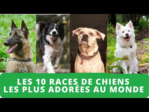, title : 'Les 10 races de chiens les plus adorées au monde'