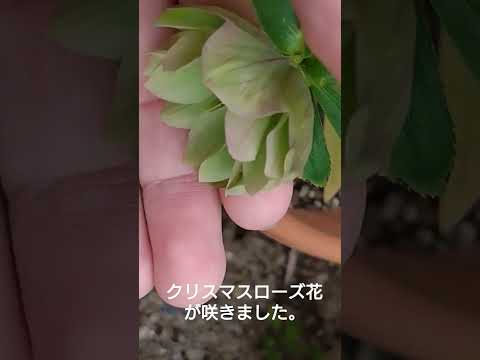 ヘレボルスのメンテナンス: この崇高な花の世話をするにはどうすればよいですか?  庭園