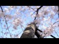 Pat Metheny - As a flower blossoms (I am running to you)   パット・メセニー - 花の花が（私はあなたに実行している）ように