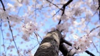 Pat Metheny - As a flower blossoms (I am running to you)   パット・メセニー - 花の花が（私はあなたに実行している）ように