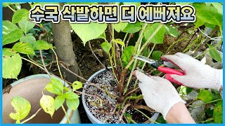 수국 가지치기 겁먹지 마시고 이대로만 해보세요!! 대왕 수국 삭발했어요!!