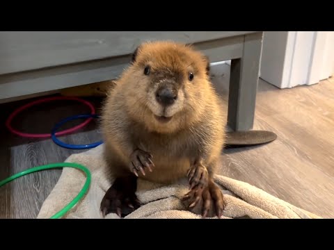 Le castor ressemble à un bébé humain
