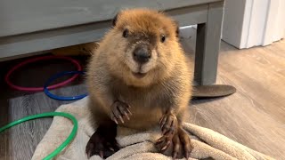 Le castor ressemble à un bébé humain