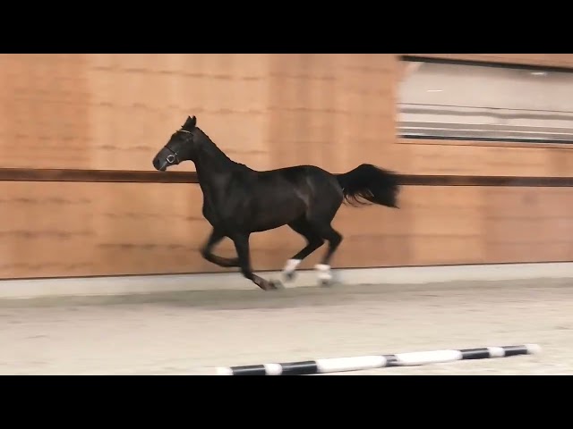 gaits