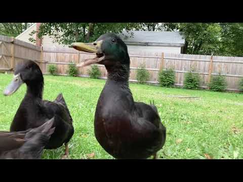 , title : 'All the beautiful colors of Cayuga Ducks 🥰'