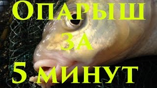 Для рыбалки как вырасти опарыш