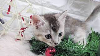 マンチカンの動画01