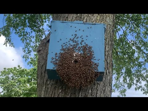 Swarm Moving into Swarm Trap Be Ready for Swarm Season
