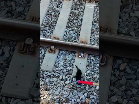 Watch cat rescuers stay calm during daring railway tracks mission