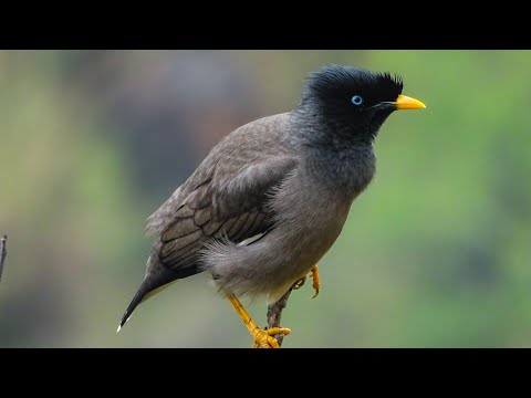 Majna džungľová (Acridotheres fuscus) — video o speve a chove