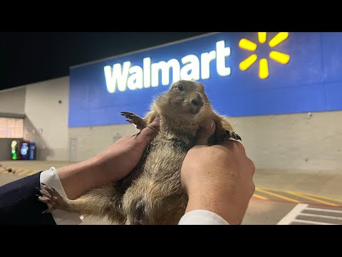 Big Ounce Robs a Walmart *cops called*