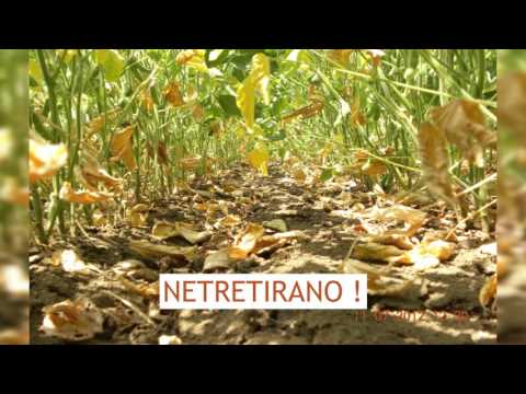 BASF škola zaštite bilja – Bolesti u soji i suncokretu