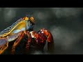 Crab Vs Eel Vs Octopus Blue Planet II BBC Earth