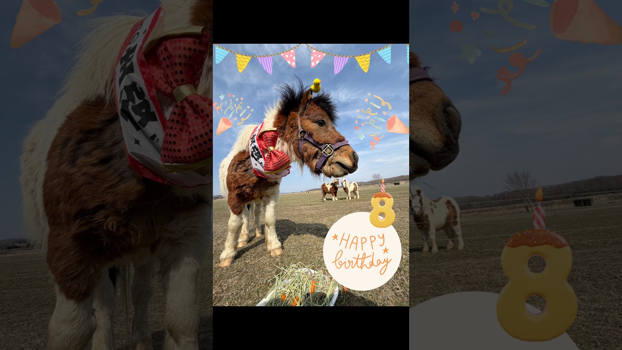 キョロhappy birthday🥳🥳🥳#shorts