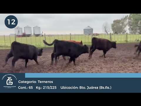 Lote Machos - Bto Juárez Bs As